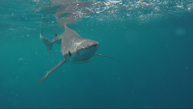 Discovery Channel The blue shark.